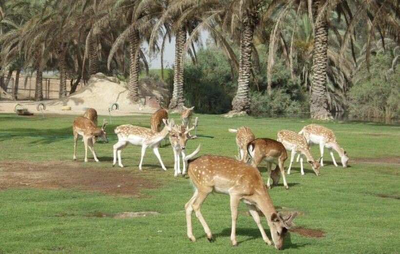 Africano Park Alexandria Safari From Cairo